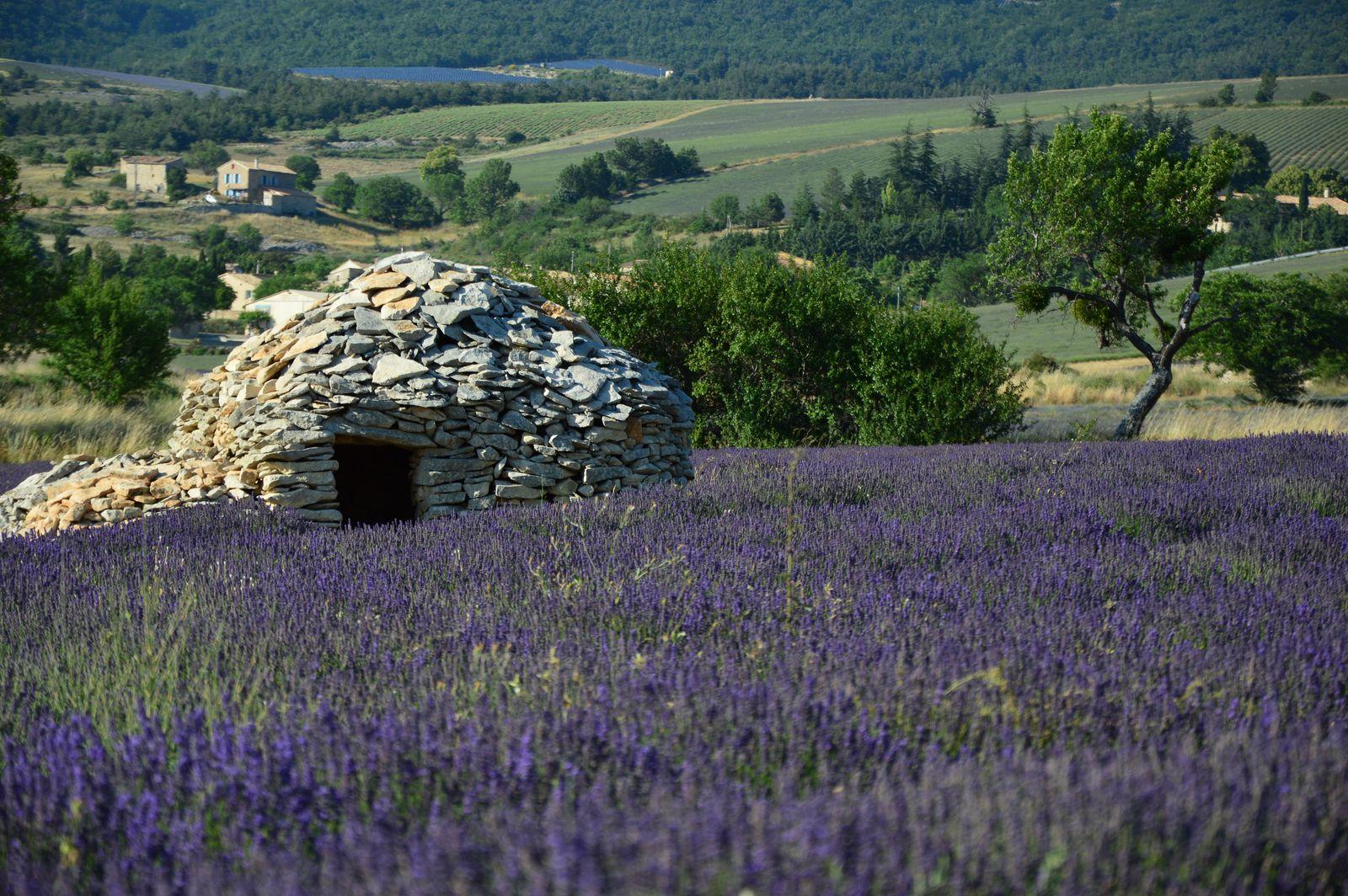 Champ de lavande et borie en pierre sèche en Haute-Provence